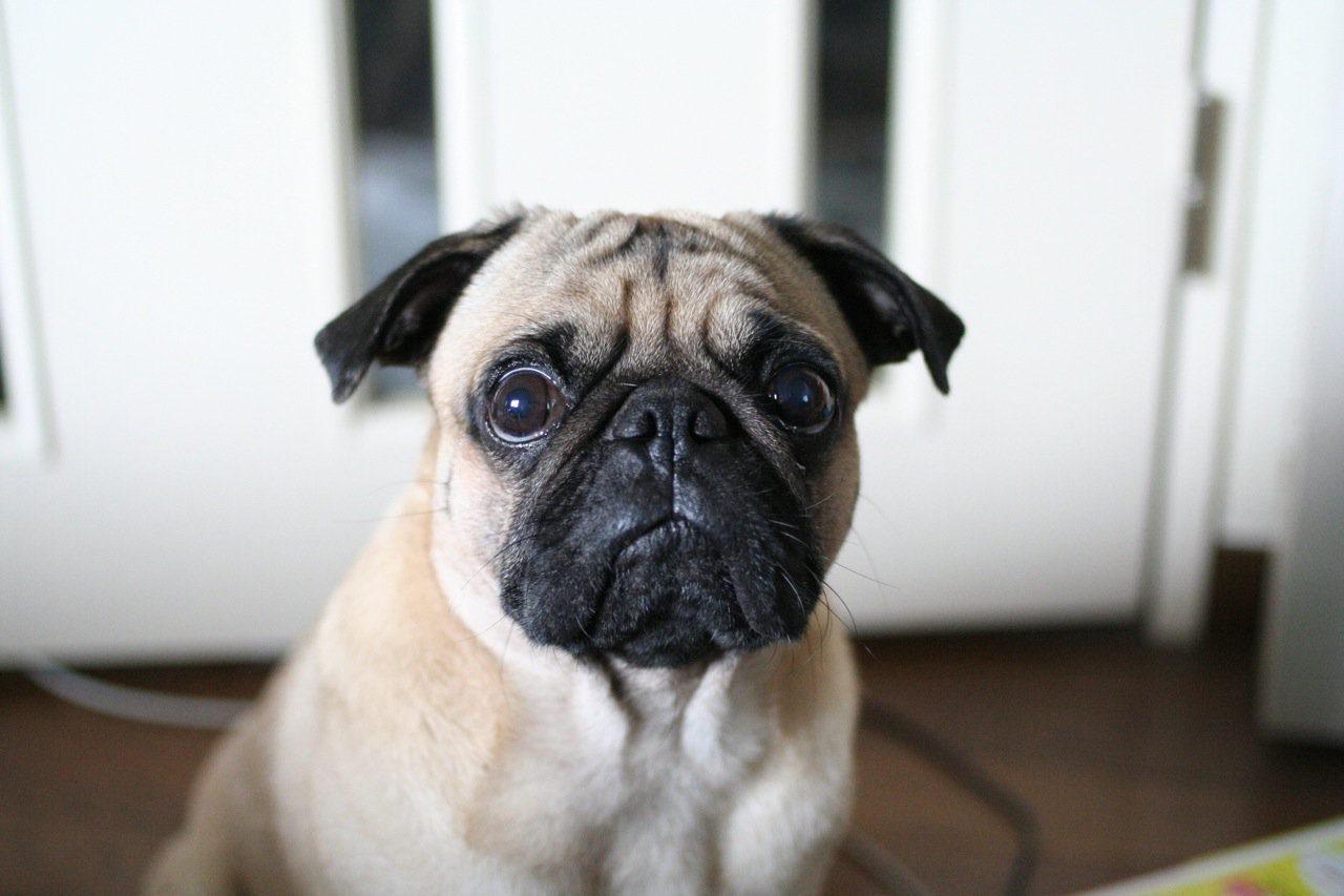 Scared pug - common dog fears
