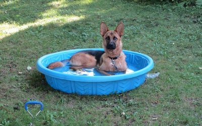 Endless Fun for Your Dog  With a Plastic Pool