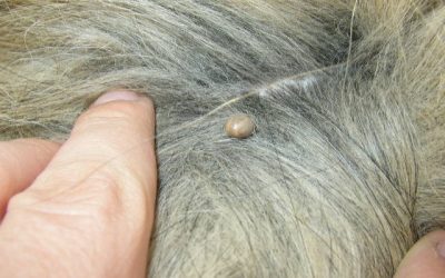Protect Your Dog from Tick-borne Diseases