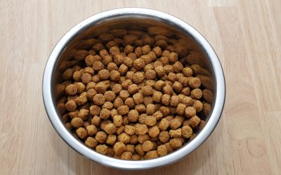 What to Do When Your Dog Won’t Eat Kibble