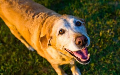 Canine Dementia Symptoms and Treatment