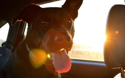 Holiday Traveling with Your Dog