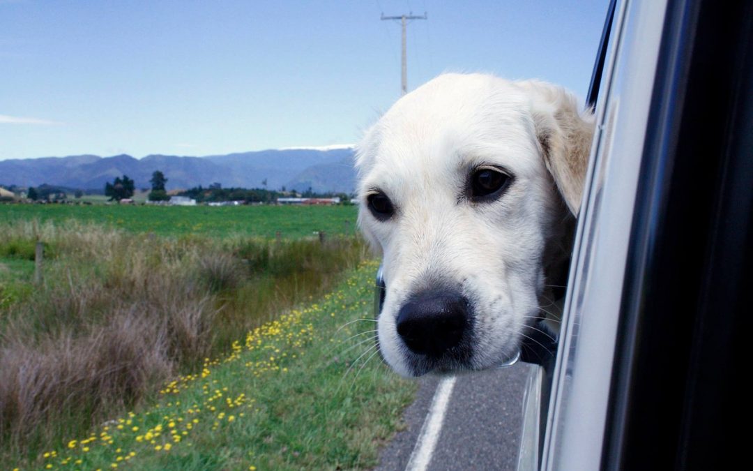 Overcoming Your Dog’s Car Anxiety