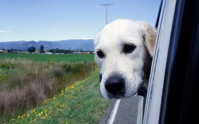 Overcoming Your Dog’s Car Anxiety