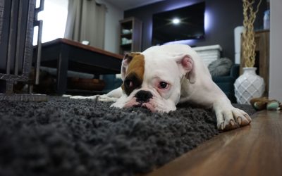 Make Moving House a Safe and Happy Experience for Your Dog