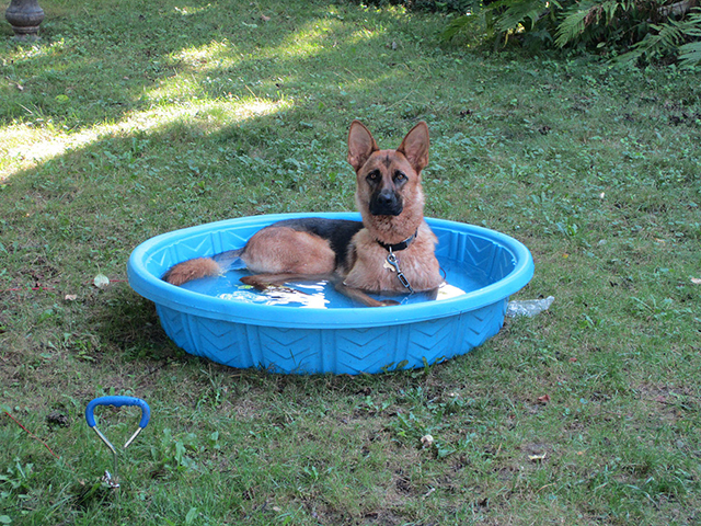 Endless Fun for Your Dog  With a Plastic Pool