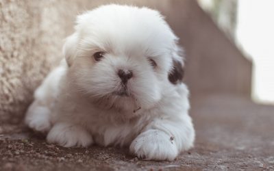 Surviving the First Few Days with Your New Puppy