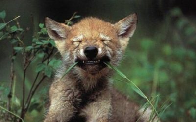 Why Do Dogs Eat Grass?