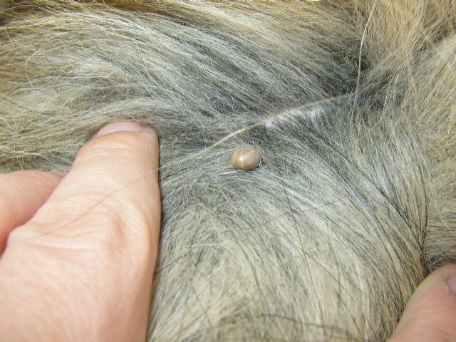 Protect Your Dog from Tick-borne Diseases